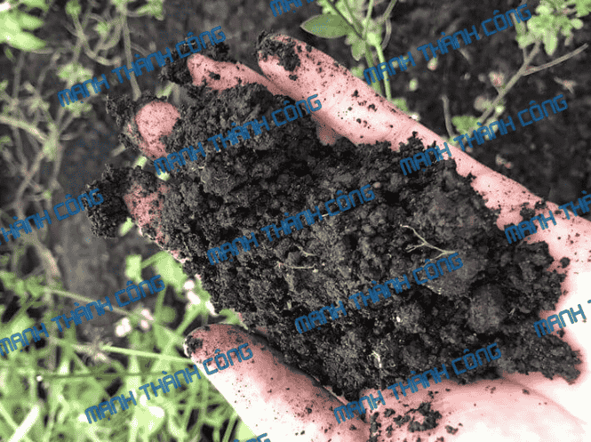 than bùn dạng xá tại TP.HCM