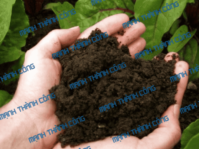 than bùn tại TP.HCM